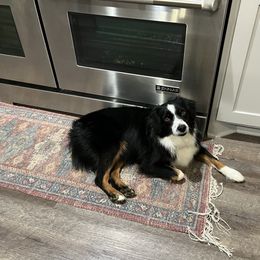 Australian Shepherd and Miniature Australian Shepherd Puppies from Integrity Aussies Tx