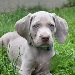 Weimaraner Puppies from Always Faithful Weimaraners