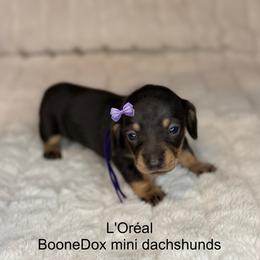 L'Oréal - Black and tan female Dachshund puppy in Lexington, Oklahoma from BooneDox Miniature Dachshunds