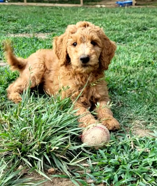 Dolly - Labradoodle puppy in Mckenzie, Tennessee from Small Town Doodles & Poodles