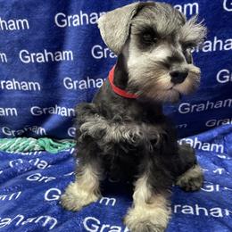 Red Collar - Salt and pepper male Miniature Schnauzer puppy in Comer, Georgia from Water Oak Farm