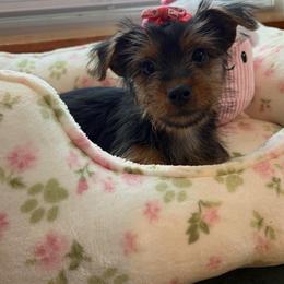 Penelope - Black and tan female Yorkshire Terrier puppy in Illinois from Pretty Little Yorkies