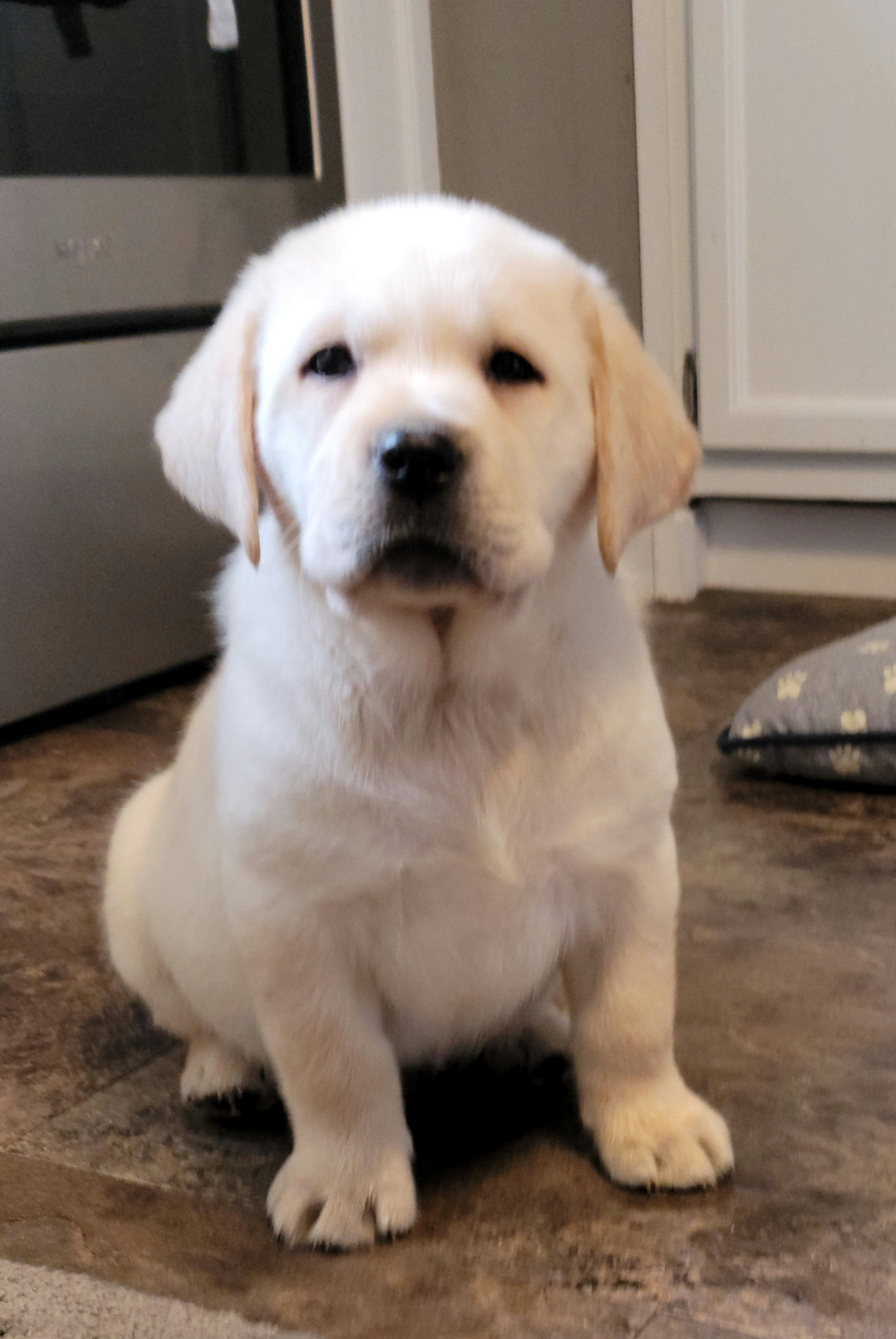 Labrador Retriever Puppies from Logan Acre Labradors
