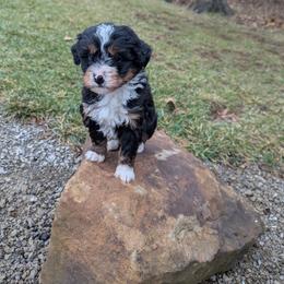 Benny - Tri-color male Bernedoodle puppy in Beach City, Ohio from Blue Cloud Doodles