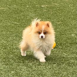 Lynx - Orange parti male Pomeranian puppy in San Diego, California from SD Bullies