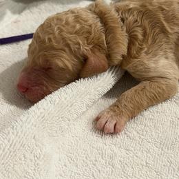 Eggnog - Cream female Poodle puppy in Troy, Alabama from Redmond Rose Kennel