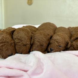 Boy 1 spot - Red  male Poodle puppy in Henefer, Utah from Mountain Valley Poodles