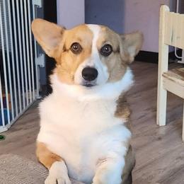 Pembroke Welsh Corgis from Blackberry Hill Corgis