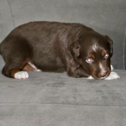 RJ - Red tri-color male Miniature American Shepherd puppy in Bixby, Oklahoma from Roeboat Aussies