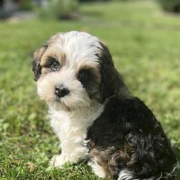 Havanese from Adriane’s Havanese