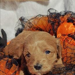 Duke - Cream male Cavapoo puppy in Dallas, Texas from Halo's Heroes Doodles