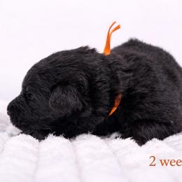 Orange collar - Black male German Shepherd puppy in Plumas Lake, California from Zwinger Vom Greifjäger