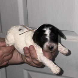 Rosemary - Parti female Poodle puppy in Calhoun, Georgia from Johnson Kennels
