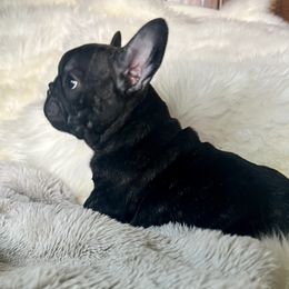 French Bulldog Puppies from Yellowstone Frenchies
