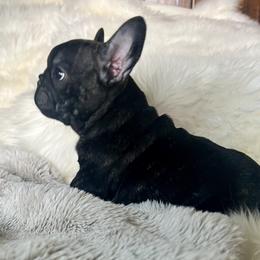 French Bulldog Puppies from Yellowstone Frenchies
