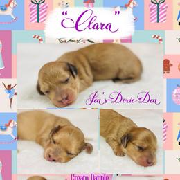Clara - The Nutcracker Litter - Cream female Dachshund puppy in Pensacola, Florida from Jen's Doxie Den
