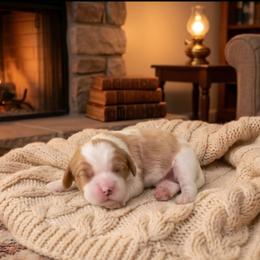 Hank - Blenheim male Cavalier King Charles Spaniel puppy in Pennsylvania from Julie's Cavalier King Charles Spaniels