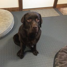 Olive - Labrador Retriever