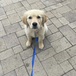 Golden Retriever Puppies from Goldens of Hope