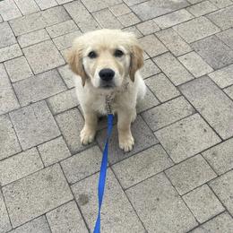 Golden Retriever Puppies from Goldens of Hope