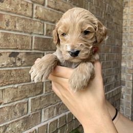 Goldendoodle Puppies from Drea’s Doodles