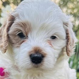 Cavapoos from Clark County Cavapoos