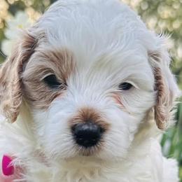 Cavapoos from Clark County Cavapoos