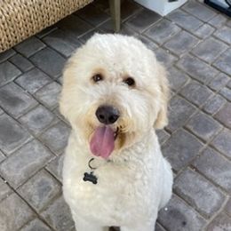 Goldendoodles from Montaña Doodles