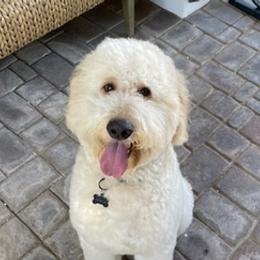 Goldendoodles from Montaña Doodles