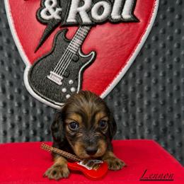 Lennon - Red male Dachshund puppy in Pulaski, Tennessee from Billboard Doxies