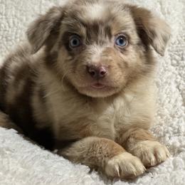 Ariel - Red merle female Australian Shepherd puppy in Albertville, Alabama from Salt Creek Aussies