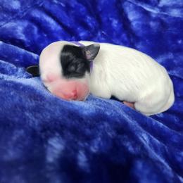Boy 3 Purple - White male Llewellin Setter puppy in North Dinwiddie, Virginia from Pups Furever