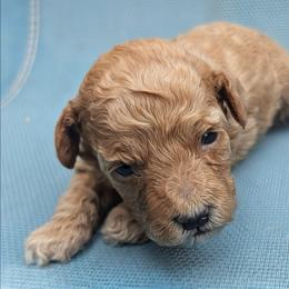 Maddie - Apricot female Poodle puppy in Panama City Beach, Florida from Little Puppy Love