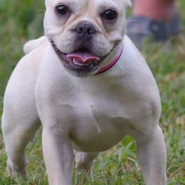 American Bulldog, French Bulldog, and Shorty Bull Puppies from Bingham's Bulldogs LLC