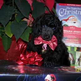 Poodle Puppies from Eaglehill-South Miniature Poodles