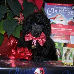 Poodle Puppies from Eaglehill-South Miniature Poodles