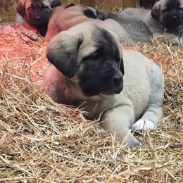 Kay - Gray fawn female Anatolian Shepherd Dog puppy in Jackson, New Jersey from Homestead Heaney