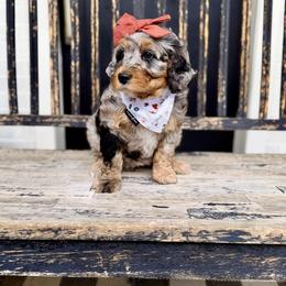 Girl 3 - Merle female Bernedoodle puppy in Salt Lake County, Utah from Coco Avenue Pups