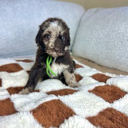 Pluto - Merle male Goldendoodle puppy in Palmetto Bay, Florida from SOMIDOODLES