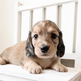 Rosie 3750 - Cream female Dachshund puppy in Sylvania, Alabama from Yancey’s Doxies