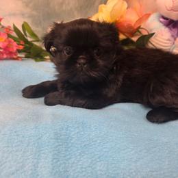 Sophie - Black female Shih Tzu puppy in Green Bay, Wisconsin from Kim's Shih Tzus