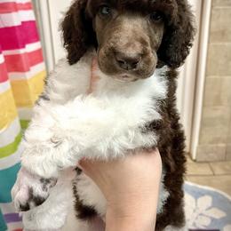 Poodle Puppies from Apricity Poodles