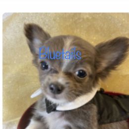 Chihuahua and Dachshund Puppies from Blue Tails Farm