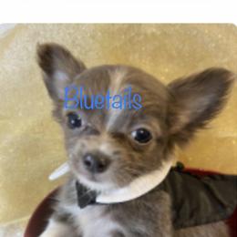 Chihuahua and Dachshund Puppies from Blue Tails Farm