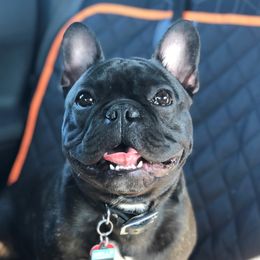 Goose - French Bulldog