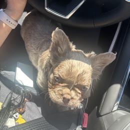 Boy 1 - Fawn male French Bulldog puppy in Gainesboro, Tennessee from Rae Ceja