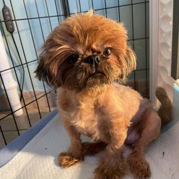 Rosalina - Shih Tzu