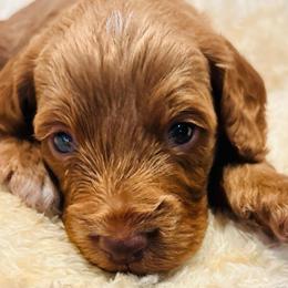 Petire - Red and white male Cockapoo puppy in Kingfisher, Oklahoma from Perdue Puppies