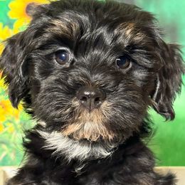 Villar - Black and tan male Havanese puppy in Clermont, Florida from Country Sweet Havanese and Creative Coaching