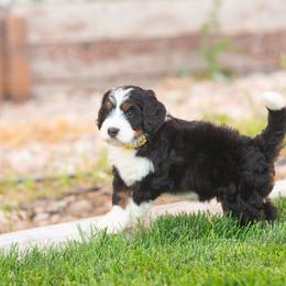 Bernedoodle and Goldendoodle Puppies from Sunnydoodle Utah